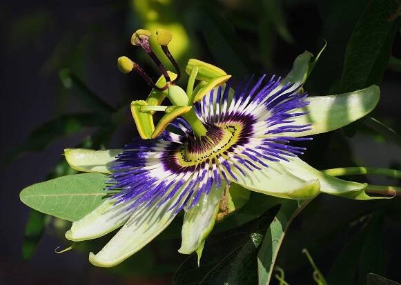Blue Passion Flower