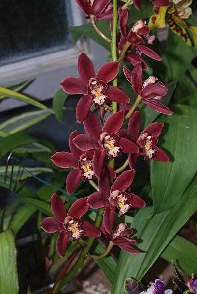 Botanická zahrada - Výstava orchidejí - fotogalerie