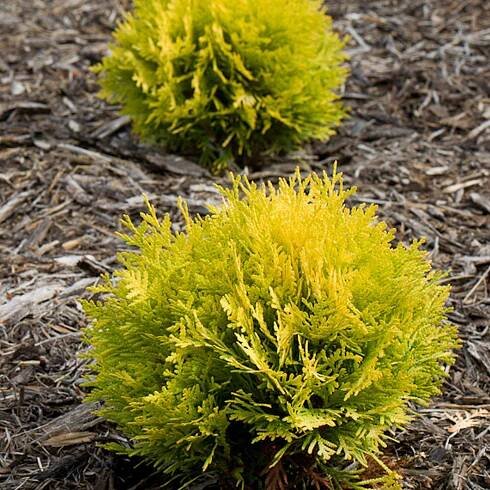 ANNAS MAGIC BALL® Arborvitae - Order Online