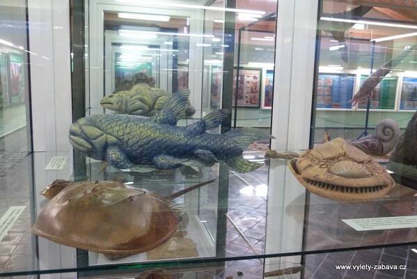 Muzea v NPR Soos - DINO pavilon a přírodovědná expozice Chebska