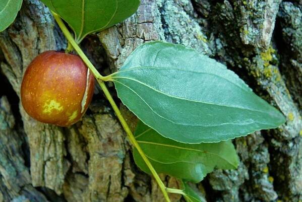 Ziziphus jujuba