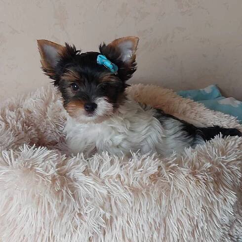 Galerie Biewer Yorkie