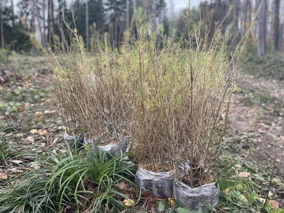 Dalších 1.200 stromů v zemi v Městečku Trnávka u Moravské Třebové - Home for Trees