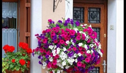 Petúnie patří hned po pelargoniích k nejoblíbenějším balkonovým květinám. Pinterest