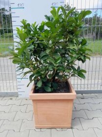 PRUNUS LAUROCERASUS výška 100 CM - Půjčovna rostlin Barrandov