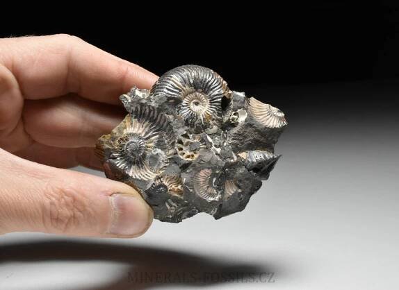 amonit Quenstedtoceras henrici | minerals-fossils.cz