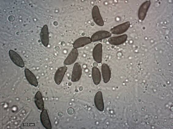 Annulohypoxylon multiforme - dřevomor mnohotvarý - myko.cz