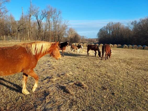 Faith Is … – Home Safe Horses