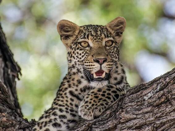 Leopard se snaží dopadnout opici. Přeskočí ze stromu na strom v neuvěřitelném skoku - NeposlušnéTlapky