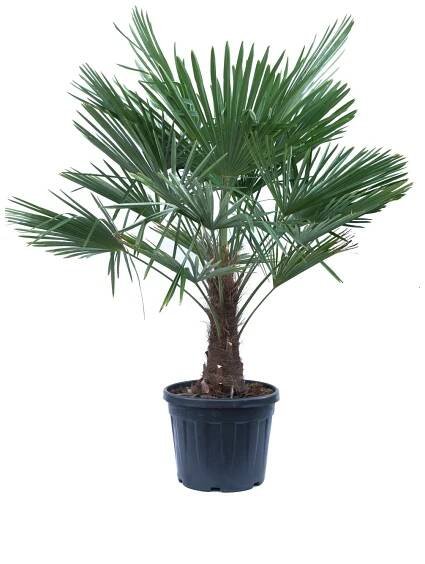 GROW by OBI Palma konopná (Trachycarpus fortunei), cca 200/250 cm, kv. cca 70 l