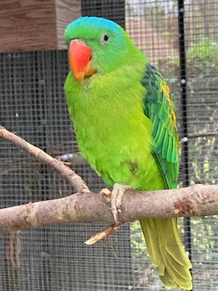 Ad - Parrot4sale