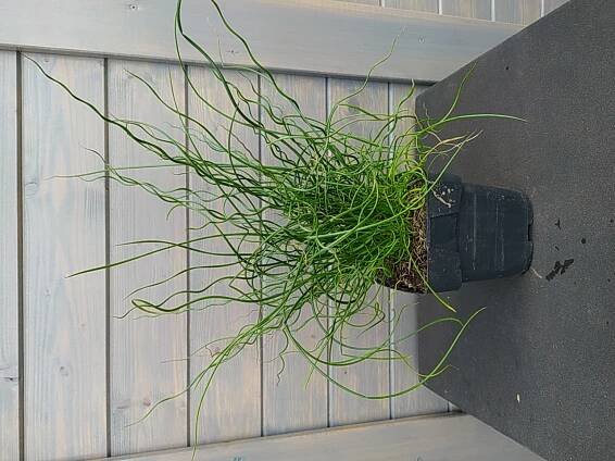 Sitina rozložitá - Juncus effusus Spiralis P14