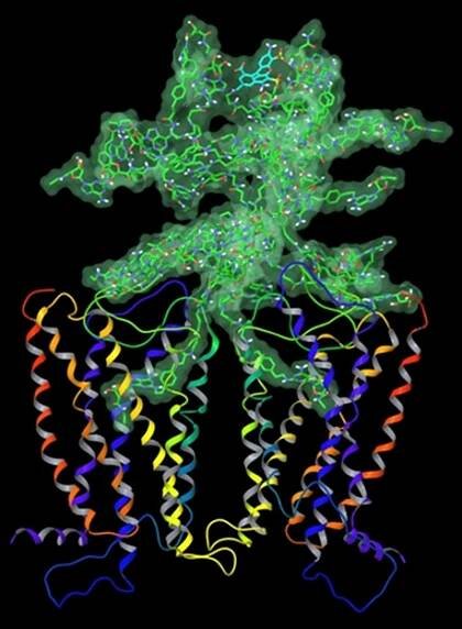 Molecular model of a homodimeric A2A adenosine receptor