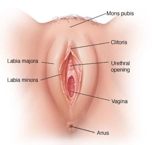 vajinaanatomisi-4