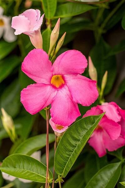 Pink 'Alice du Pont' Mandevilla