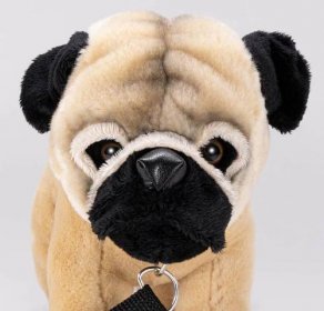 Pug with lead standing