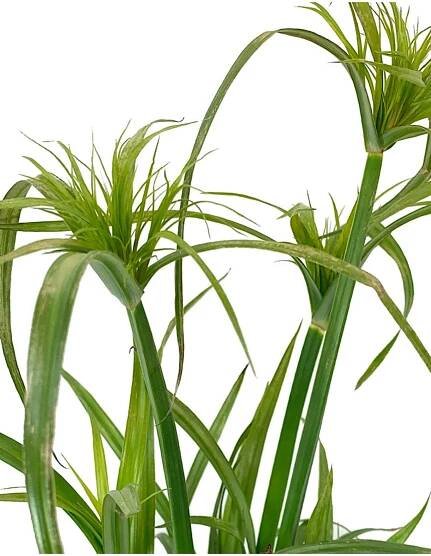 Cyperus papyrus