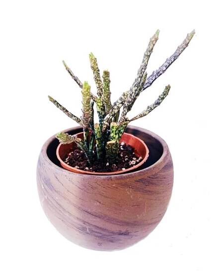 Euphorbia platyclada "Zombie kytička" - KytkaSem