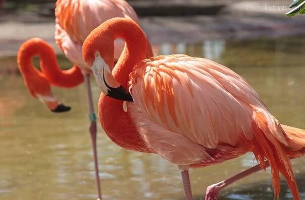 flamencos Zoo Barcelona