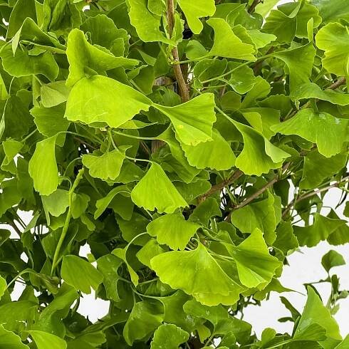 Ginko dvojlaločné | 500-550 cm | zahradnici.sk 