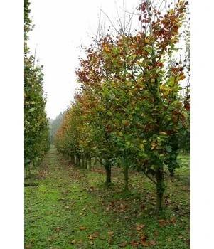 Buk lesní 'Zlatia' - Fagus sylvatica 'Zlatia' Kontejner o objemu 20 litrů velikost 100-150 cm