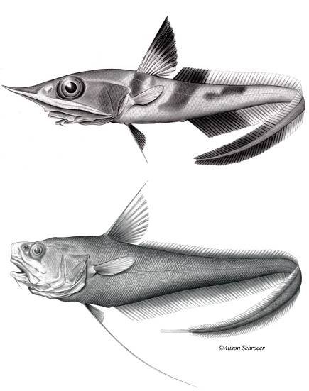 2-Rattail-fish