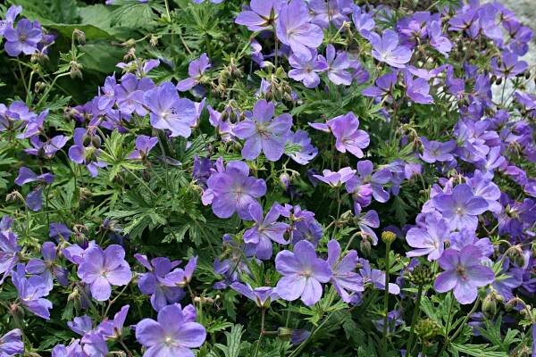 Geranium pratense