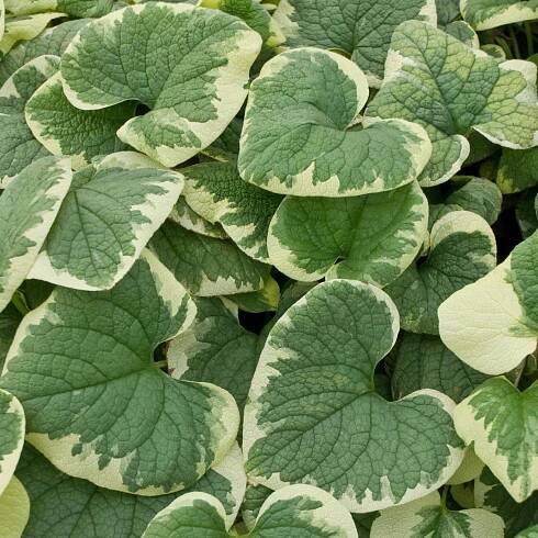 Brunnera macrophylla 'Variegata'