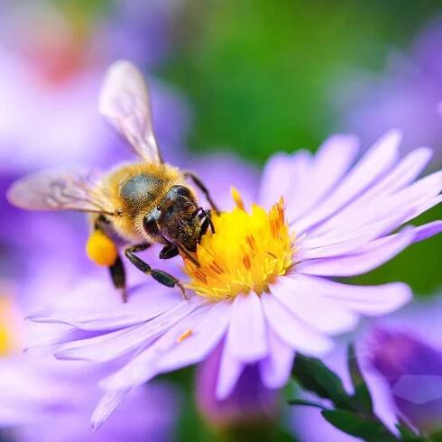 Bee pollinator