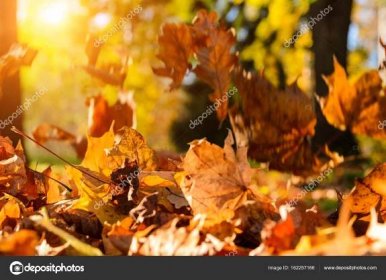 Spadané listí v podzimním lese