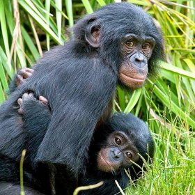 A young bonobo carries an even younger bonobo on its chest