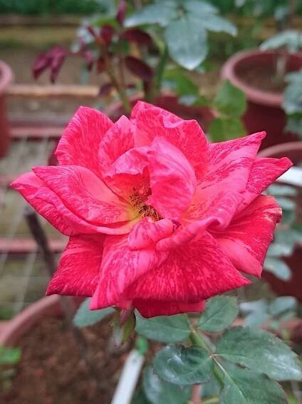 Rosa 'Red Intuition' » Rose Plants