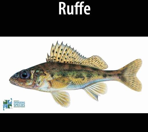 Ruffe - Alberta Invasive Species Council