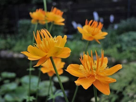 Trollius chinensis 'Golden Queen' - Aquabiom