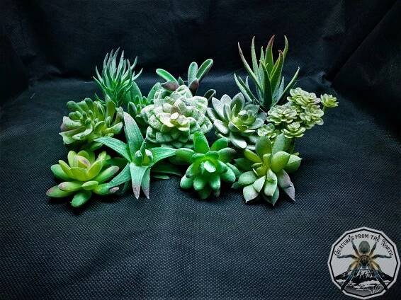 Artificial succulent L