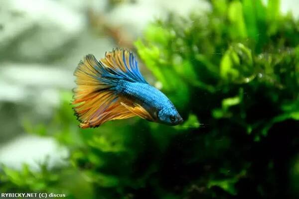 Bojovnice pestrá - Betta splendens