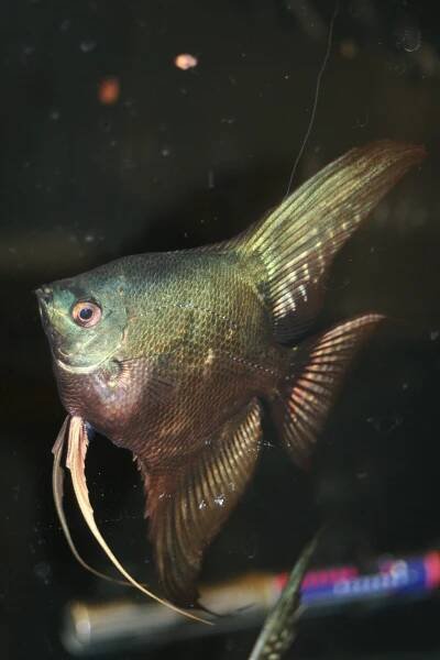 Shop | Live Rare Angelfish For Sale - Angelmania