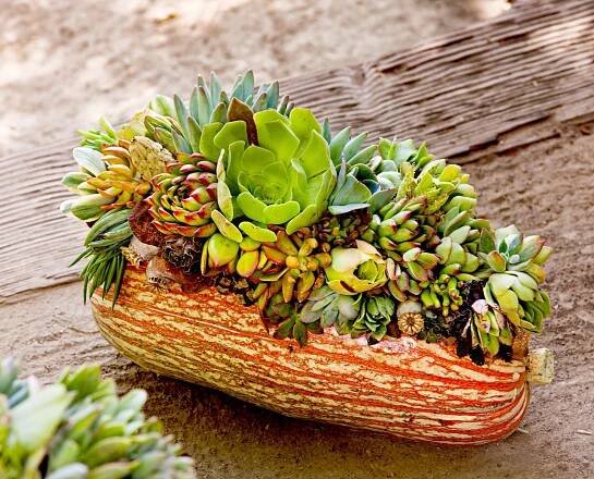 Pumpkin planter filled with succulents