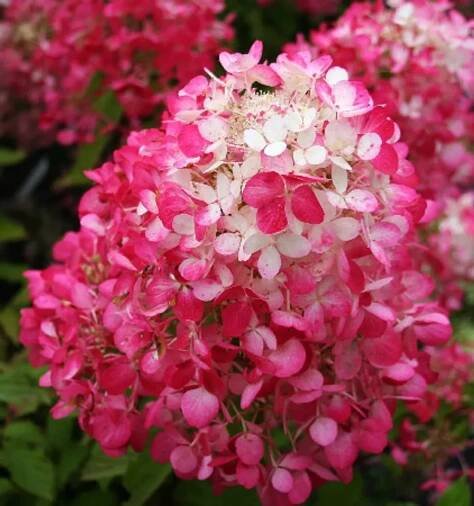 Hydrangea paniculata - 48 odrůd s fotografiemi a popisy, péče