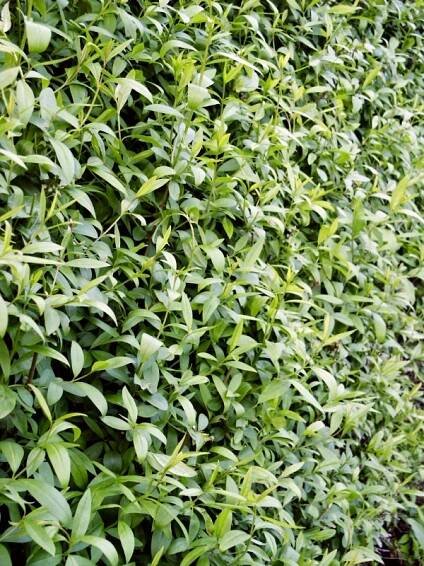 Ligustrum vulgare Atrovirens | Ligustrum - ptačí zob |Zahradnictví Franc 