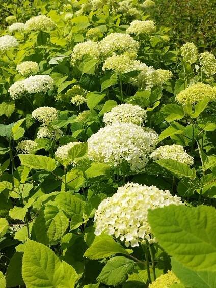 Hydrangea arborescens 'Annabelle'  - Image 2