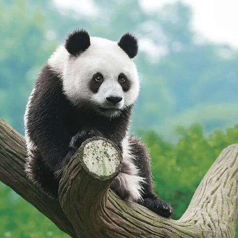 Medvídci panda: Černobílé hvězdy každé zoo, které návštěvníci milují
