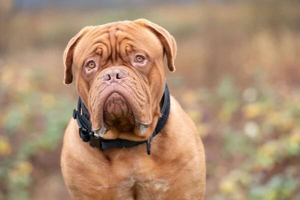 Turner a Hooch - Chlupy jsou věčné - Z filmu
