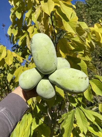 Muďoul trojlaločný - Asimina triloba - Pawpaw, prémiové semenáče odrůdy Prima