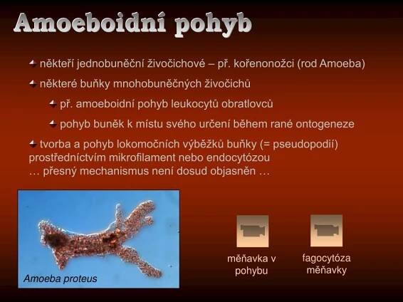 PPT - Obecné PowerPoint Presentation, free download - ID:3264354