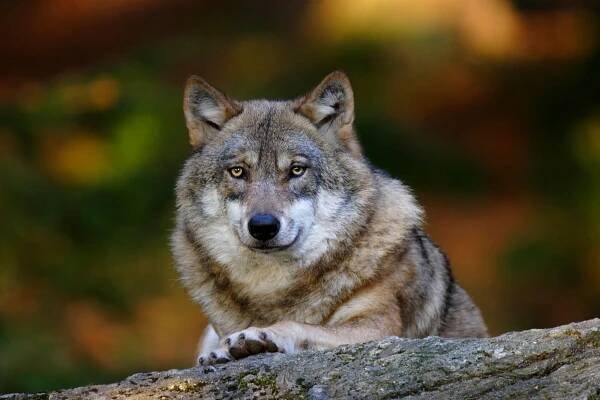 Wolf-Schutz in Bayern - LBV