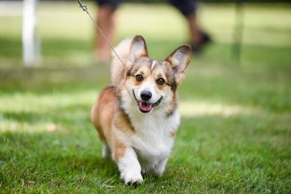 Royal Pampuch, hodowla FCI Corgi Pembroke i Aussie