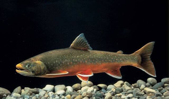 Jak chutná loach fish?