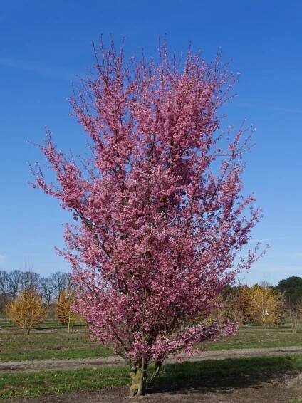 Prunus incisa 'Paean' | slivoň vyříznutá 'Paean' - Van den Berk školky