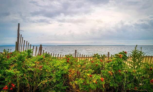 Overlooking a serene beach, a weathered wooden fence is nestled among lush rose bushes with bright red hips, under a cloudy sky that hints at an approaching storm